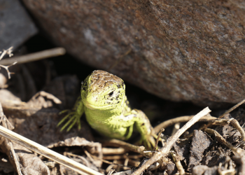 European Wall Lizard