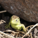 European Wall Lizard
