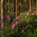 Well-spaced Rhododendrons that hold moisture in their leaves and roots