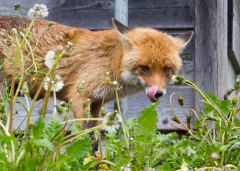 Fox Guarding the Henhouse: Why Is a Global Real Estate Giant Deciding North Saanich's Housing Future?