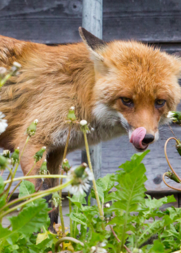 Fox Guarding the Henhouse: Why Is a Global Real Estate Giant Deciding North Saanich's Housing Future?