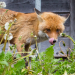 Fox Guarding the Henhouse: Why Is a Global Real Estate Giant Deciding North Saanich's Housing Future?